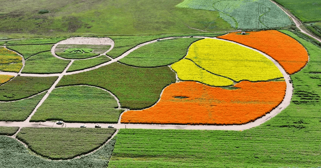 北票大板打造260亩花海项目