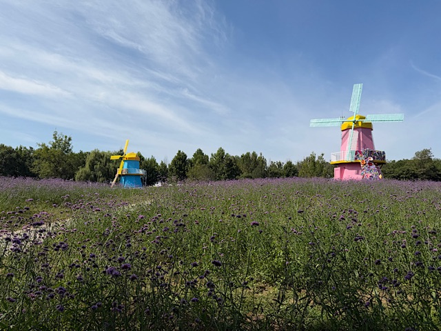 國慶假期北京鮮花港推出夜場活動
